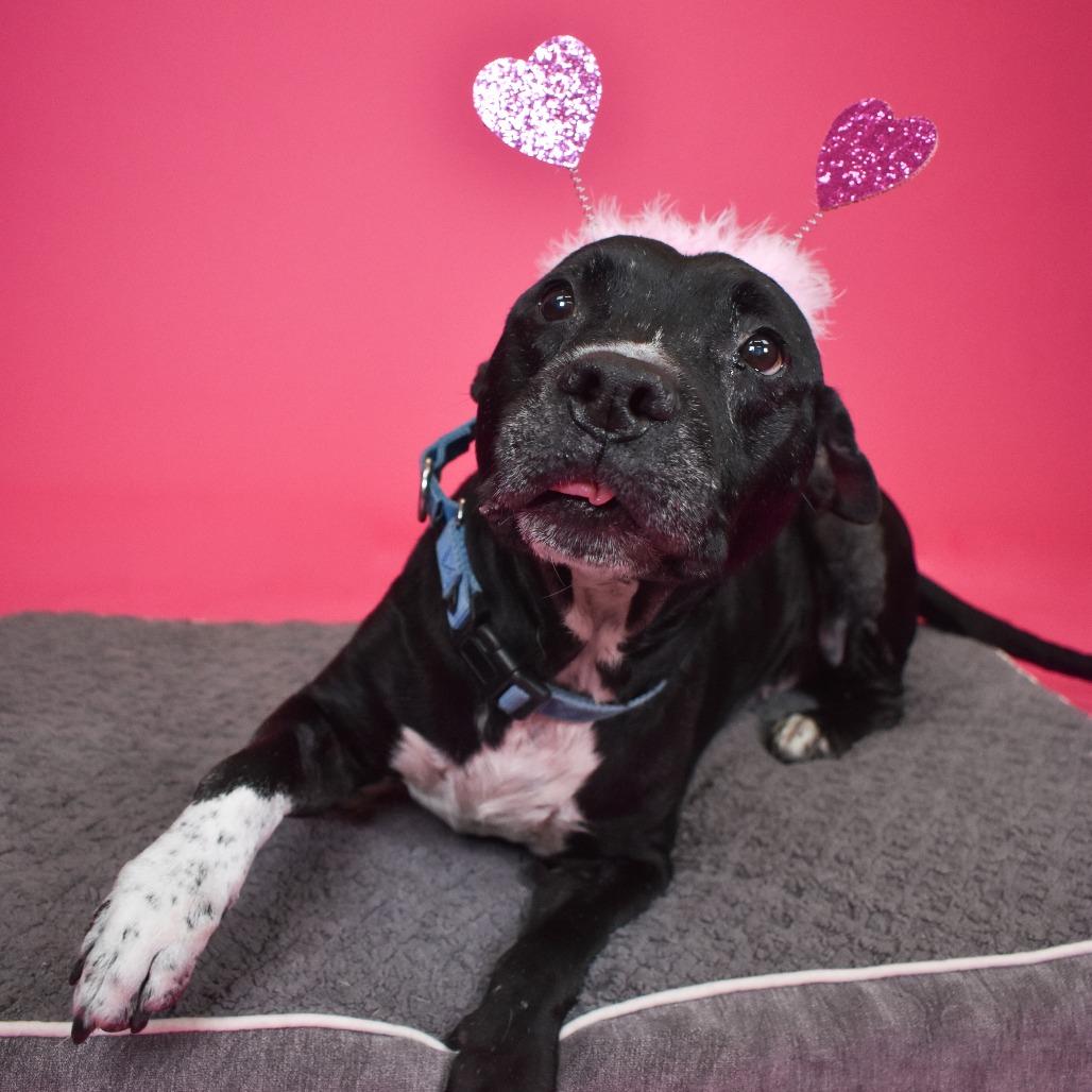 Blue, a Adoptable Mixed Breed in West Palm Beach, FL image 3/6