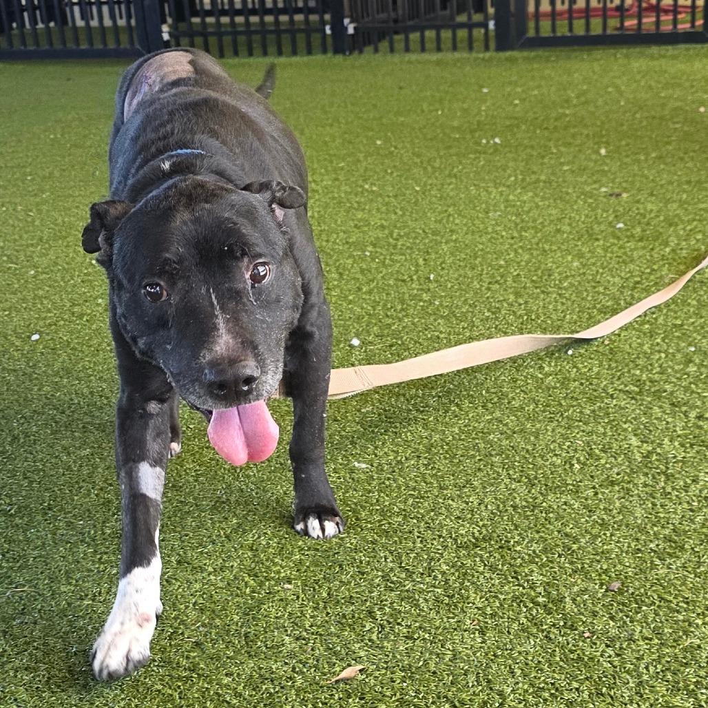 Enlarge Blue, a Adoptable Mixed Breed in West Palm Beach, FL image 4/6