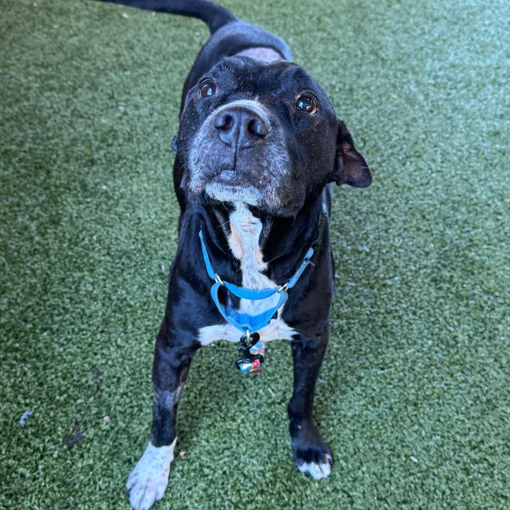 Blue, a Adoptable Mixed Breed in West Palm Beach, FL image 5/6