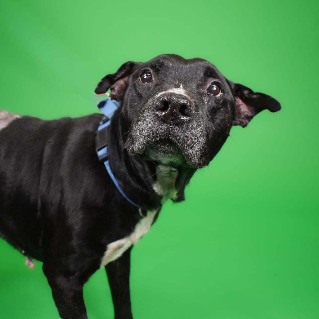 Blue, a Adoptable Mixed Breed in West Palm Beach, FL image 6/6