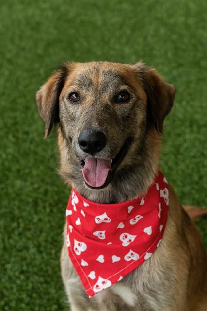BERTHA, Adoptable, Young Female Irish Setter & Mixed Breed.