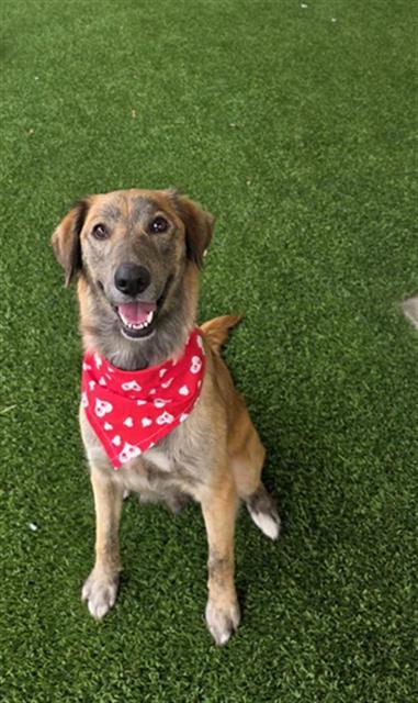 BERTHA, Adoptable, Young Female Irish Setter & Mixed Breed.