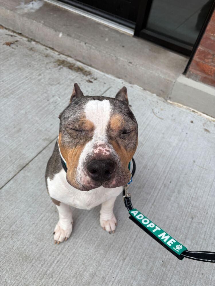 Murphy, Adoptable, Adult Male Mixed Breed.