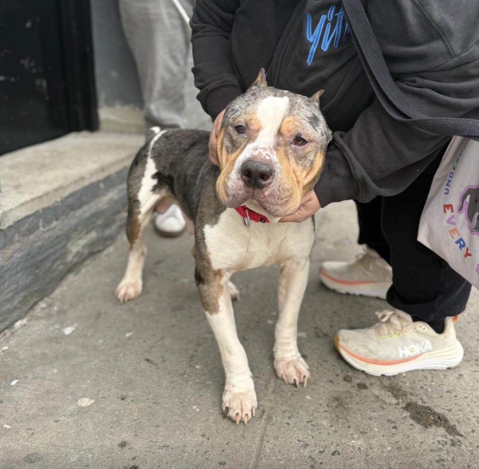 Murphy, Adoptable, Adult Male Mixed Breed.