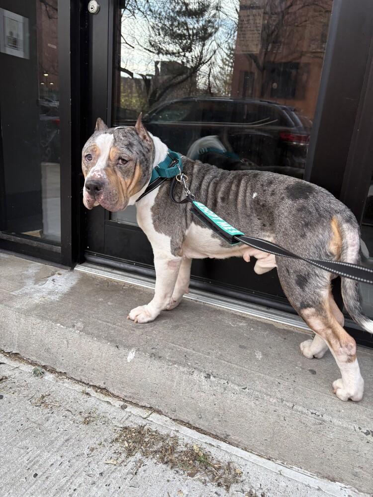 Enlarge Murphy, a Adoptable mixed breed in New York, NY image 2/6