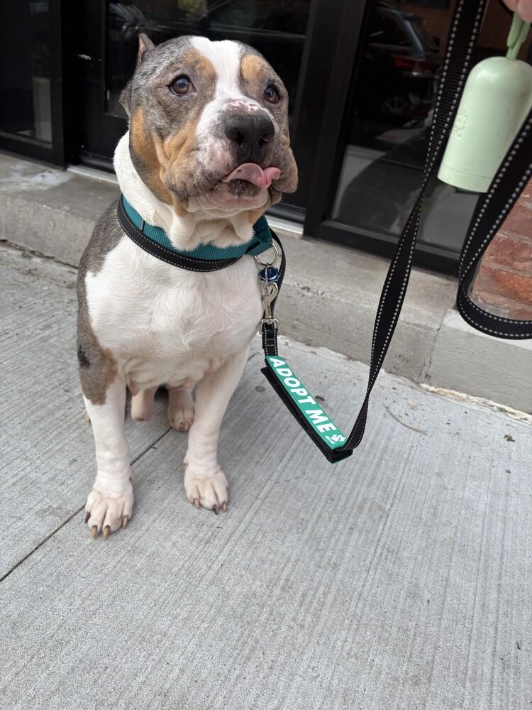 Enlarge Murphy, a Adoptable mixed breed in New York, NY image 3/6