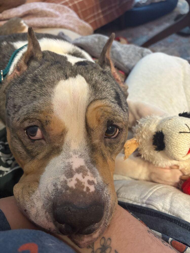 Enlarge Murphy, a Adoptable mixed breed in New York, NY image 4/6