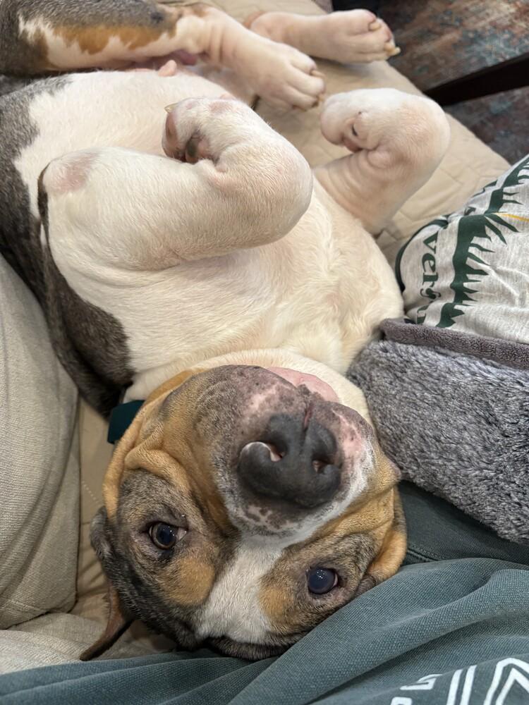 Enlarge Murphy, a Adoptable mixed breed in New York, NY image 5/6