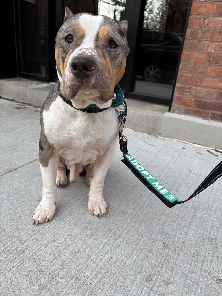 Enlarge Murphy, a Adoptable mixed breed in New York, NY image 6/6