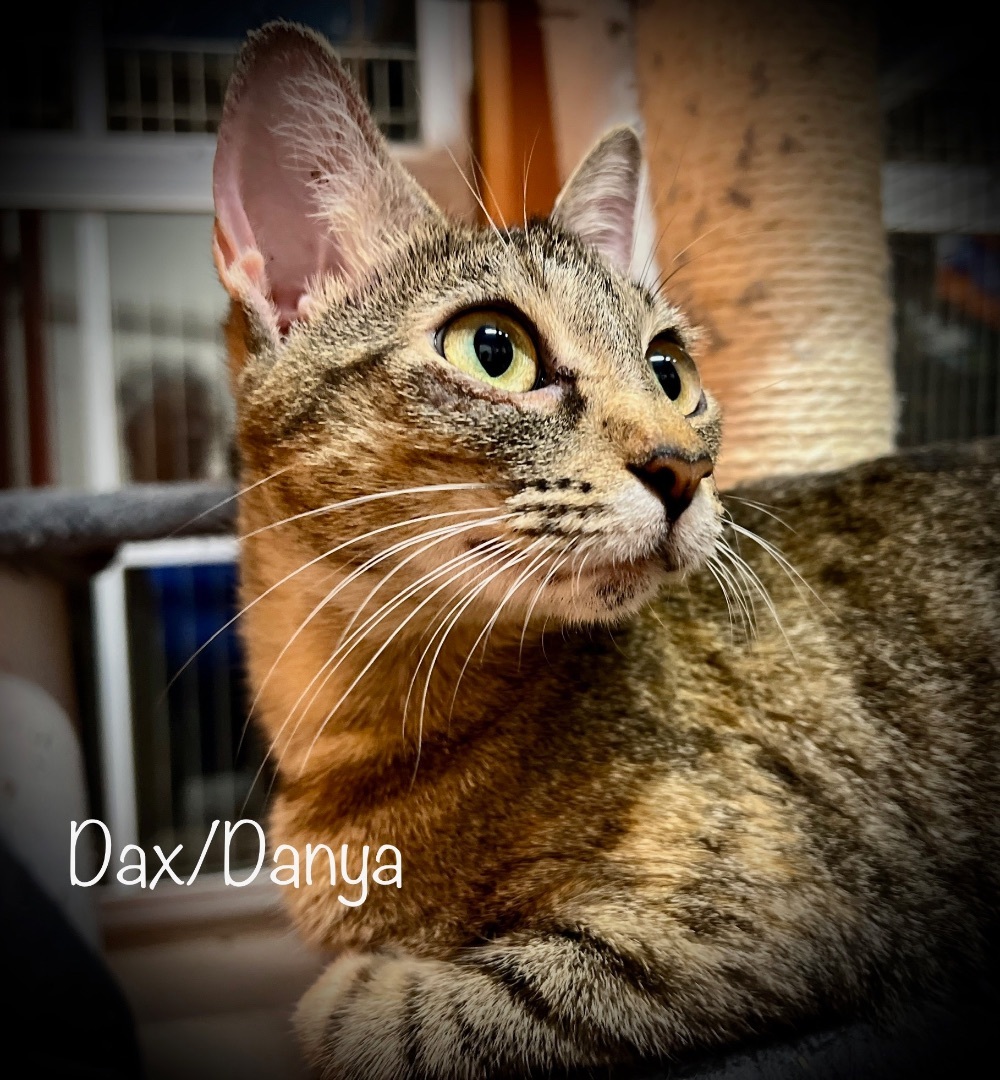 Danya 3
