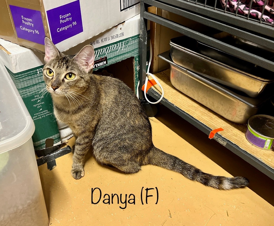 Danya 4