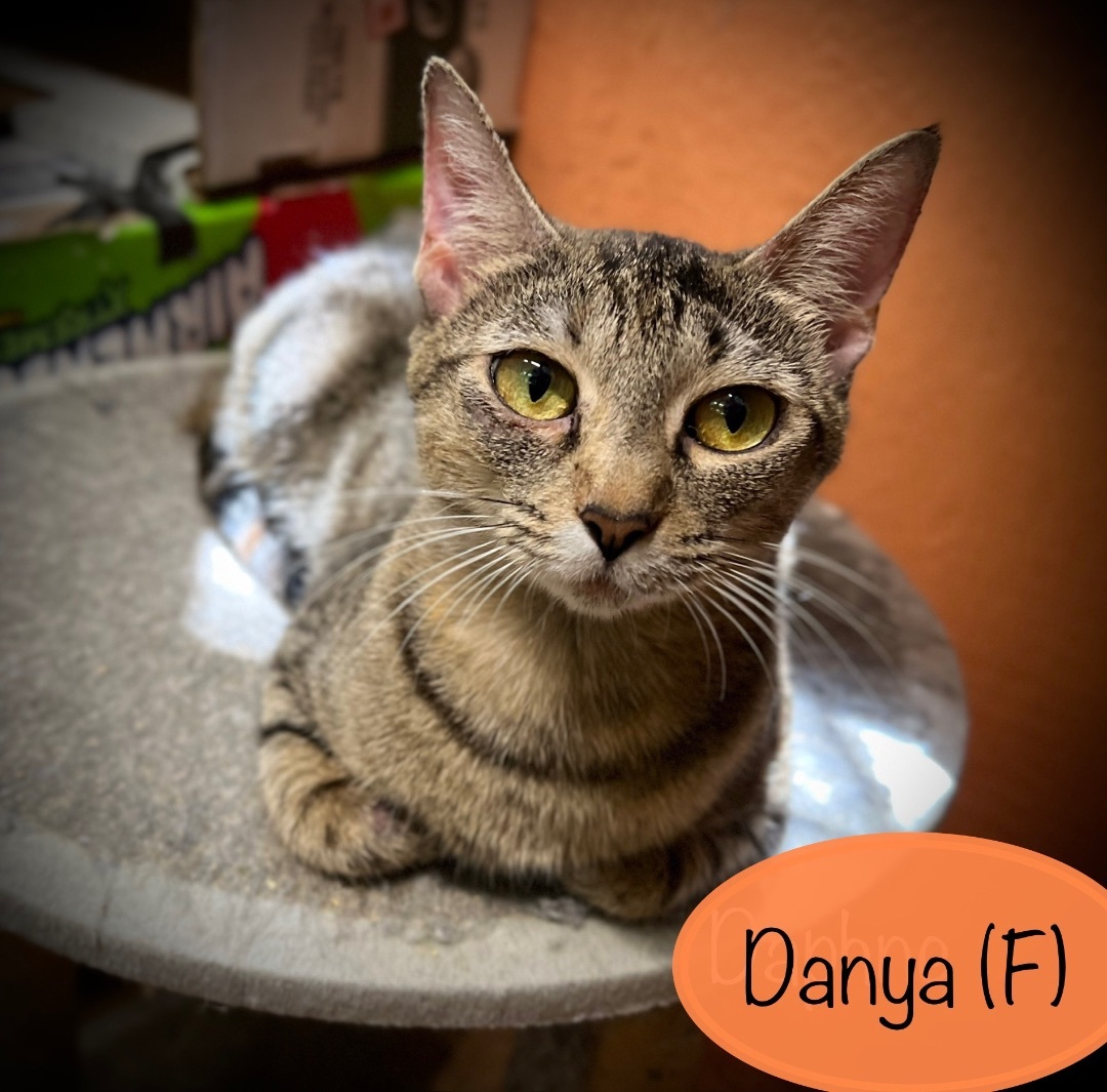 Danya