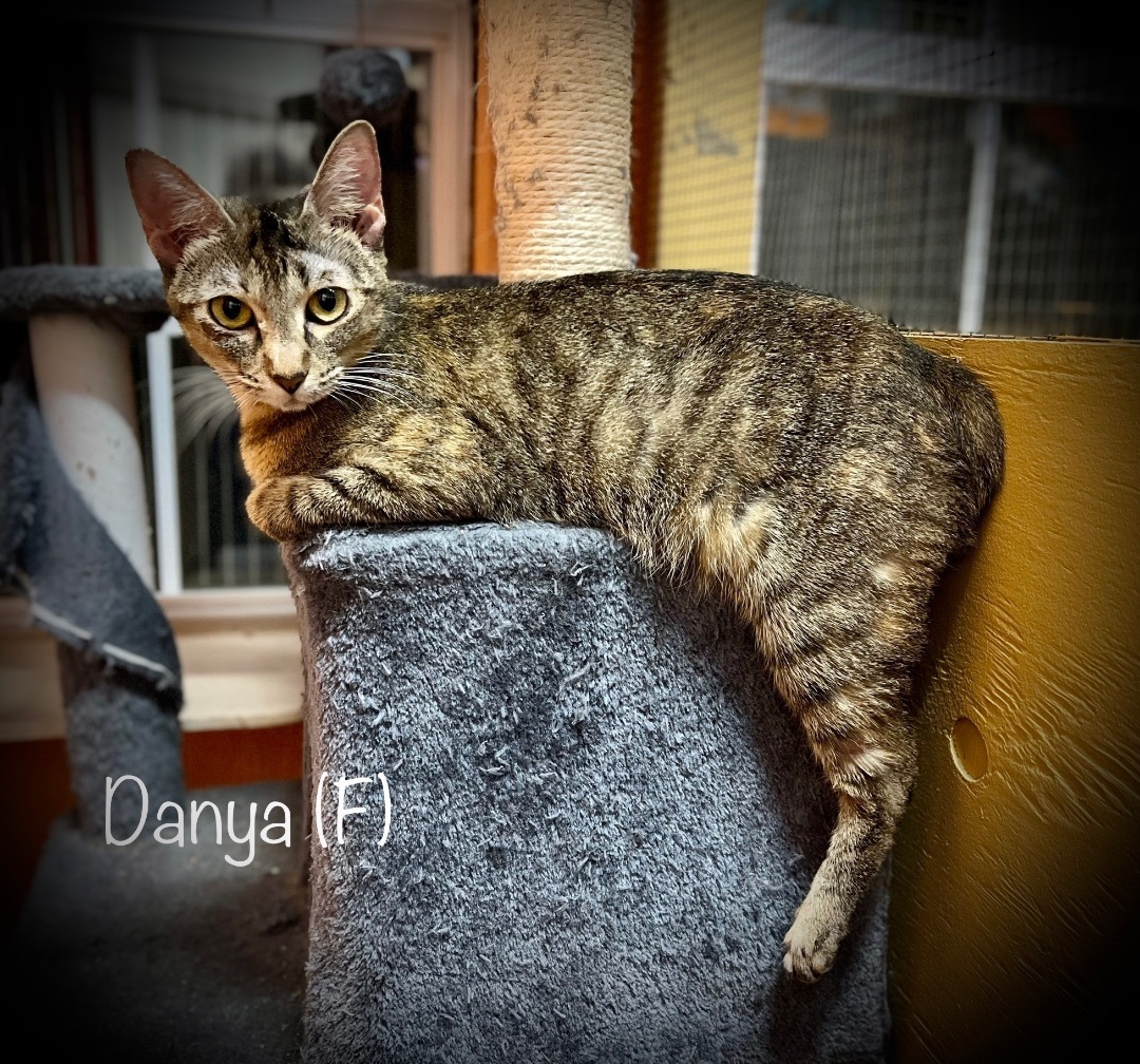 Danya 2
