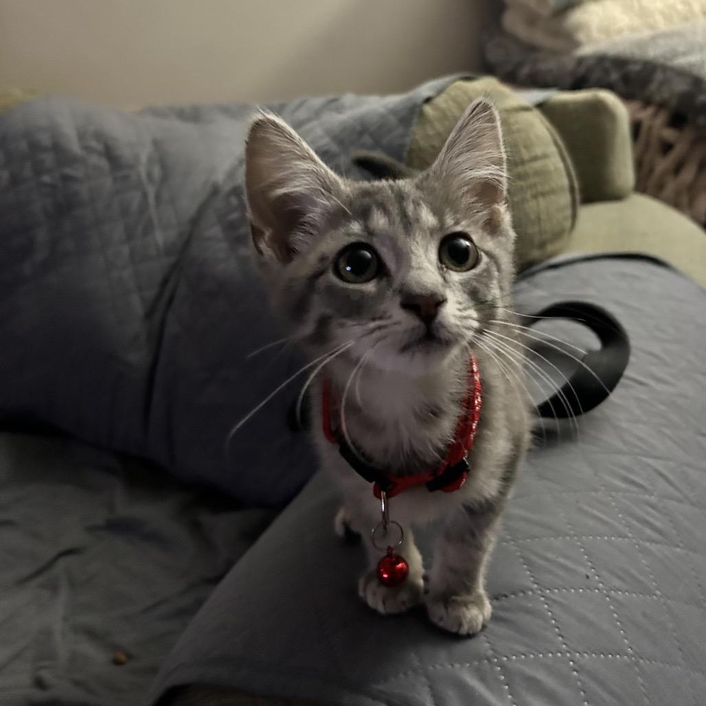 Enlarge Rosy, an adopted Domestic Short Hair in Yorktown, IN image 1/1