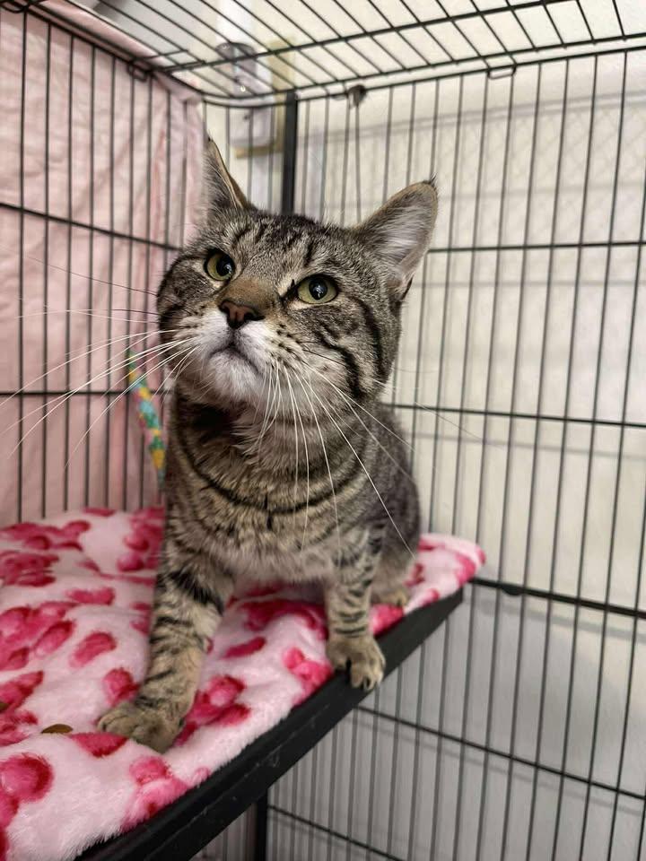 Enlarge Reishi, a ADOPTABLE Domestic Short Hair in Winthrop, ME image 1/1