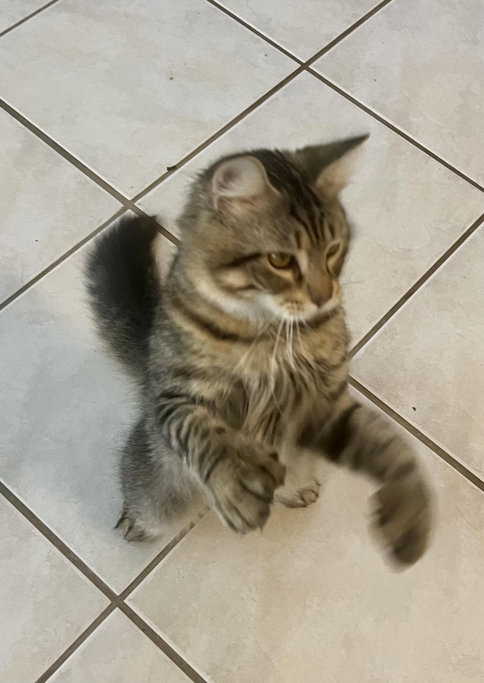 Enlarge Jellybean, a ADOPTABLE mixed breed in Tallahassee, FL image 2/3