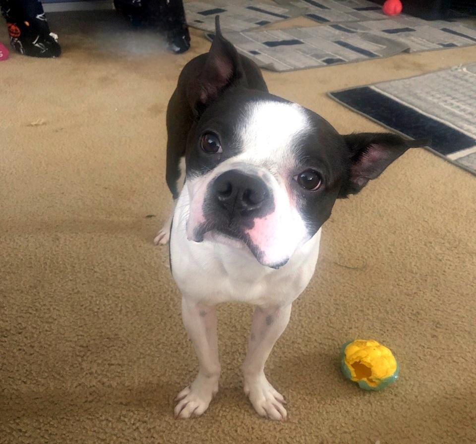 Rocky, Adopted, Adult Male Boston Terrier.