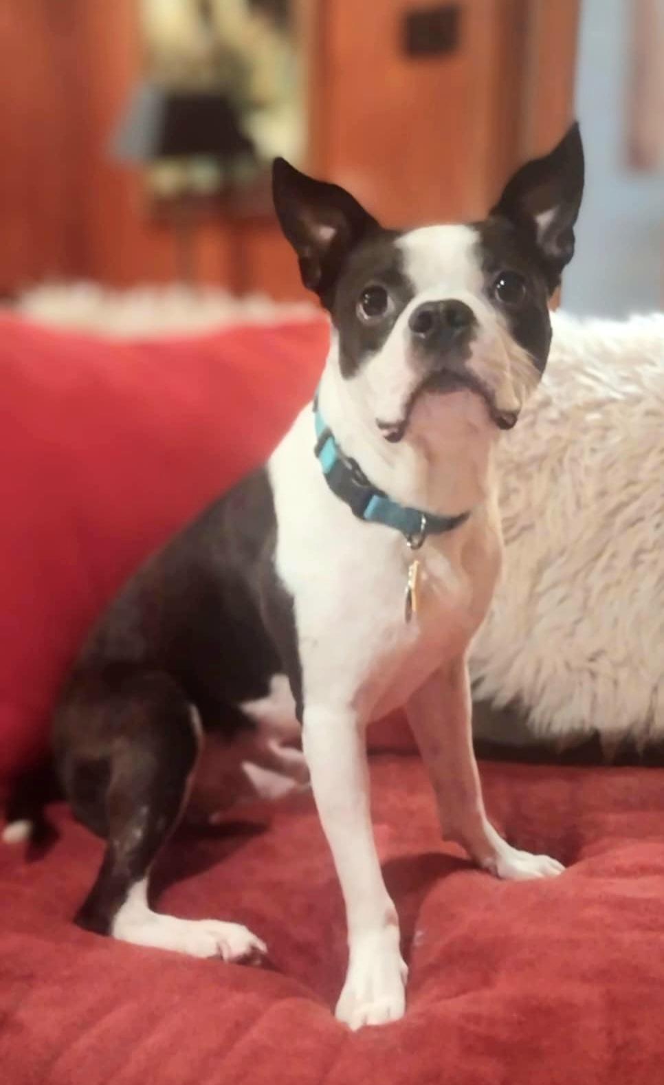 Enlarge Rocky, a Adopted Boston Terrier in Fort Worth, TX image 2/3