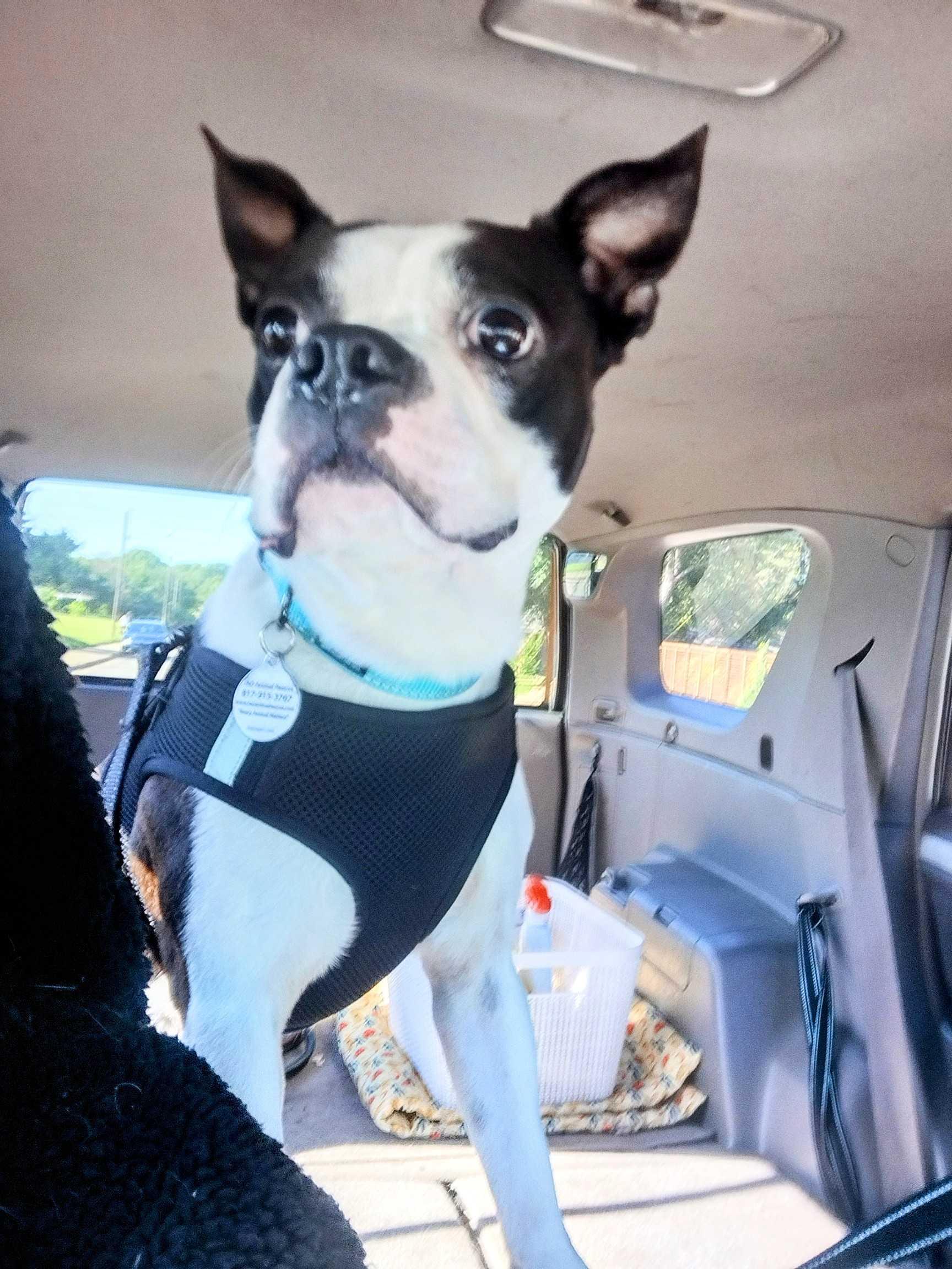 Enlarge Rocky, a Adopted Boston Terrier in Fort Worth, TX image 3/3