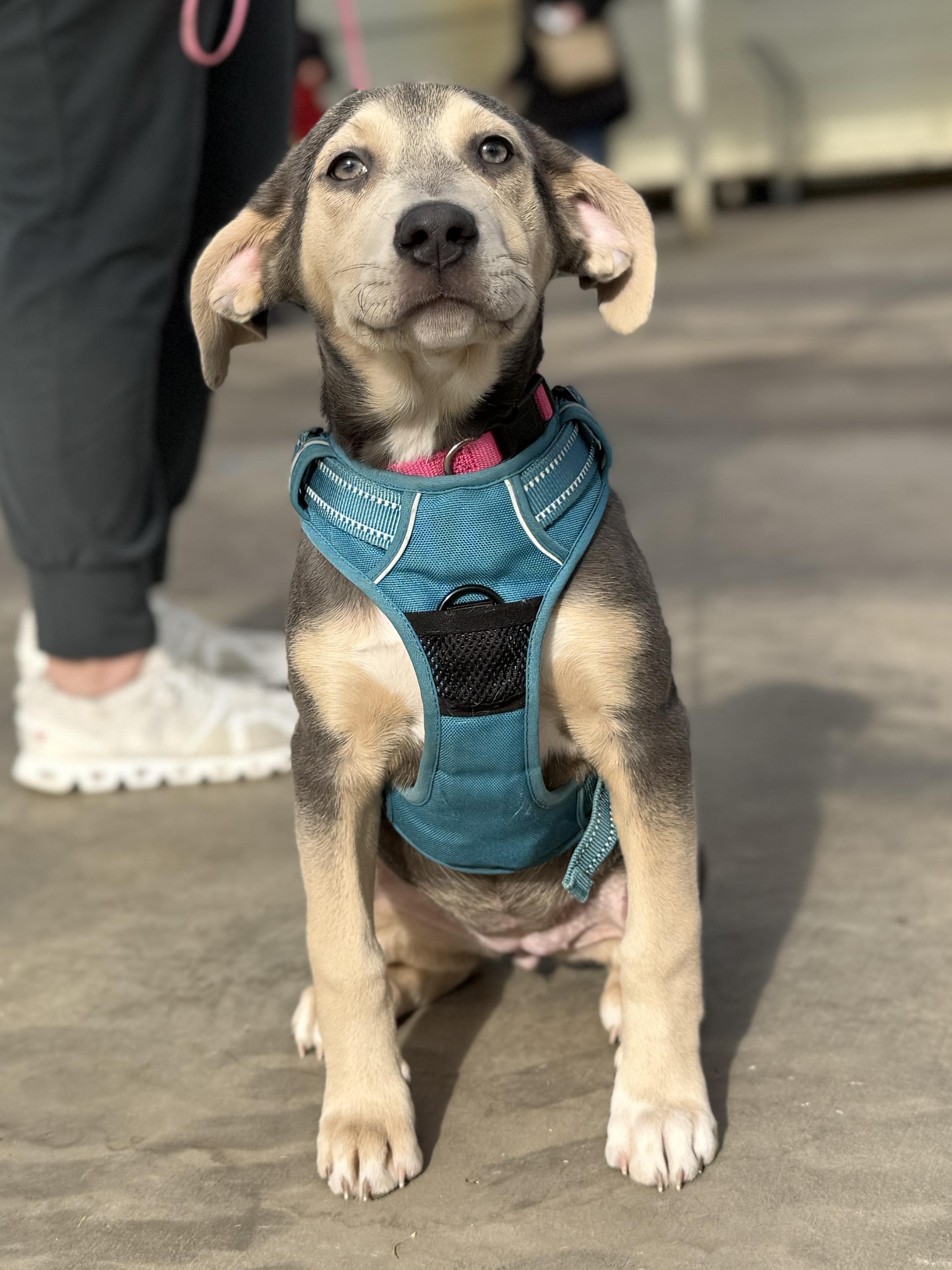 Enlarge Arya, an adoptable mixed breed in Minneapolis, MN image 3/6