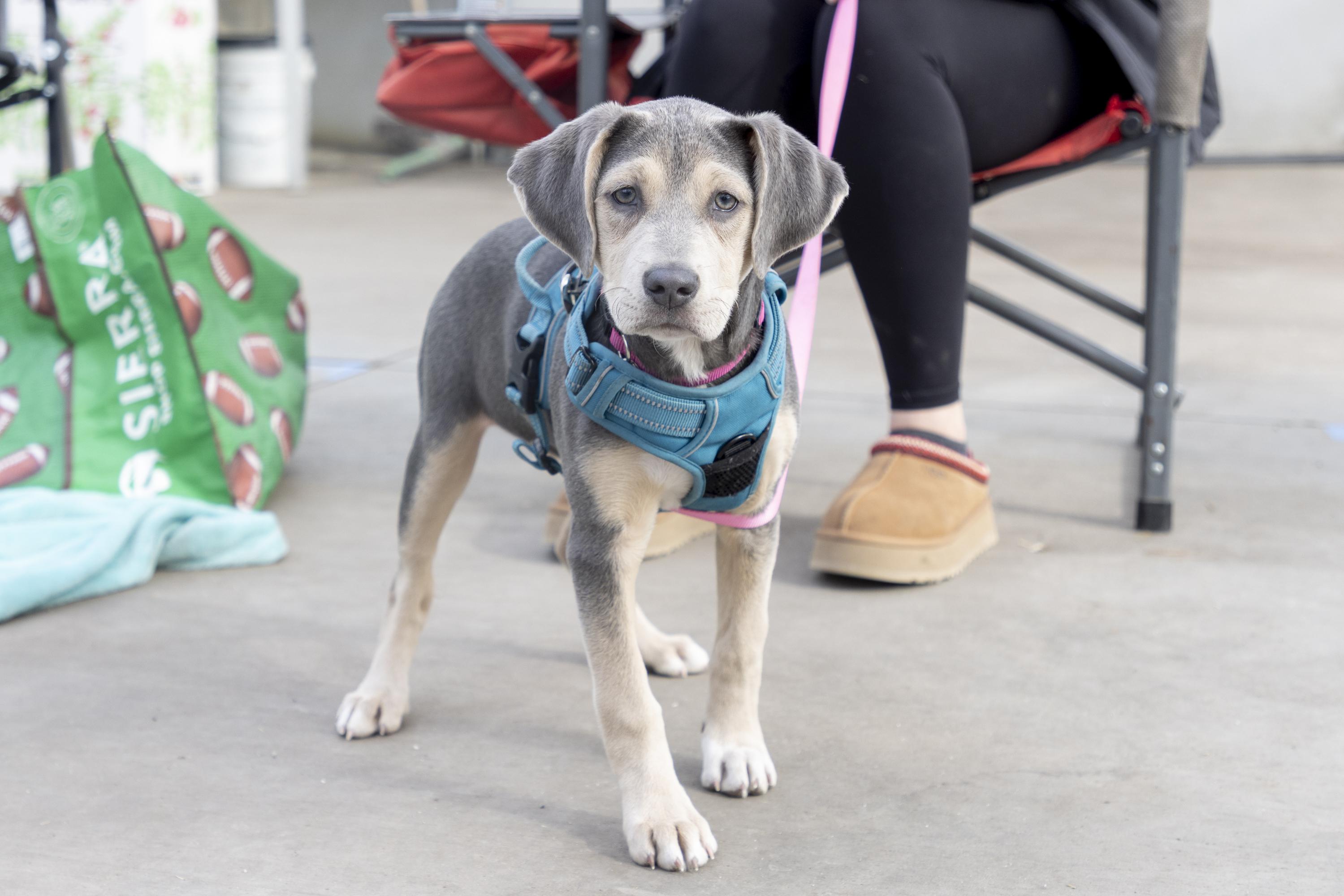 Enlarge Arya, an adoptable mixed breed in Minneapolis, MN image 1/6