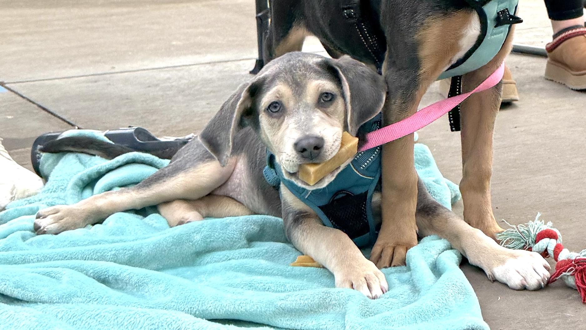 Enlarge Arya, an adoptable mixed breed in Minneapolis, MN image 2/6