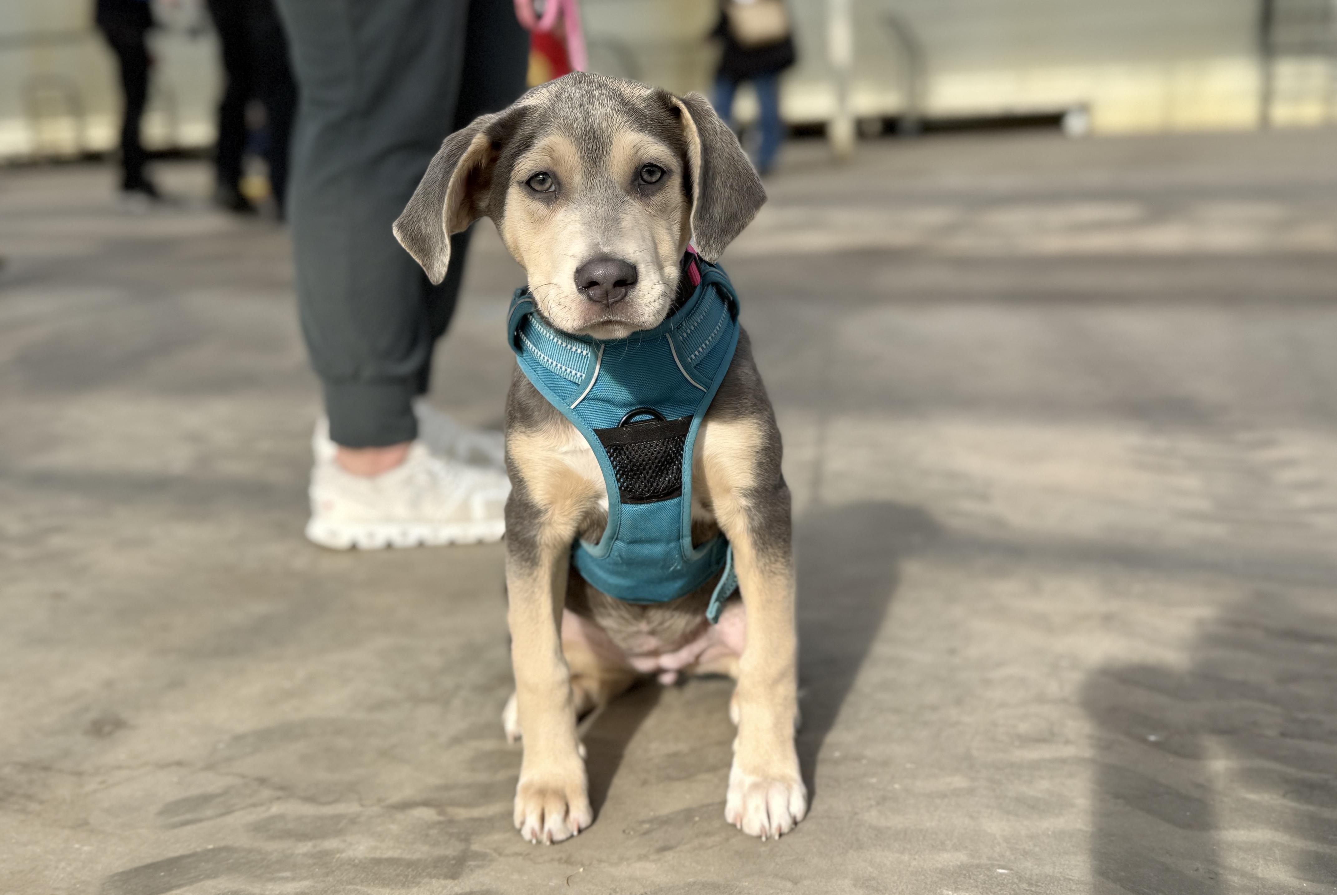 Enlarge Arya, an adoptable mixed breed in Minneapolis, MN image 4/6