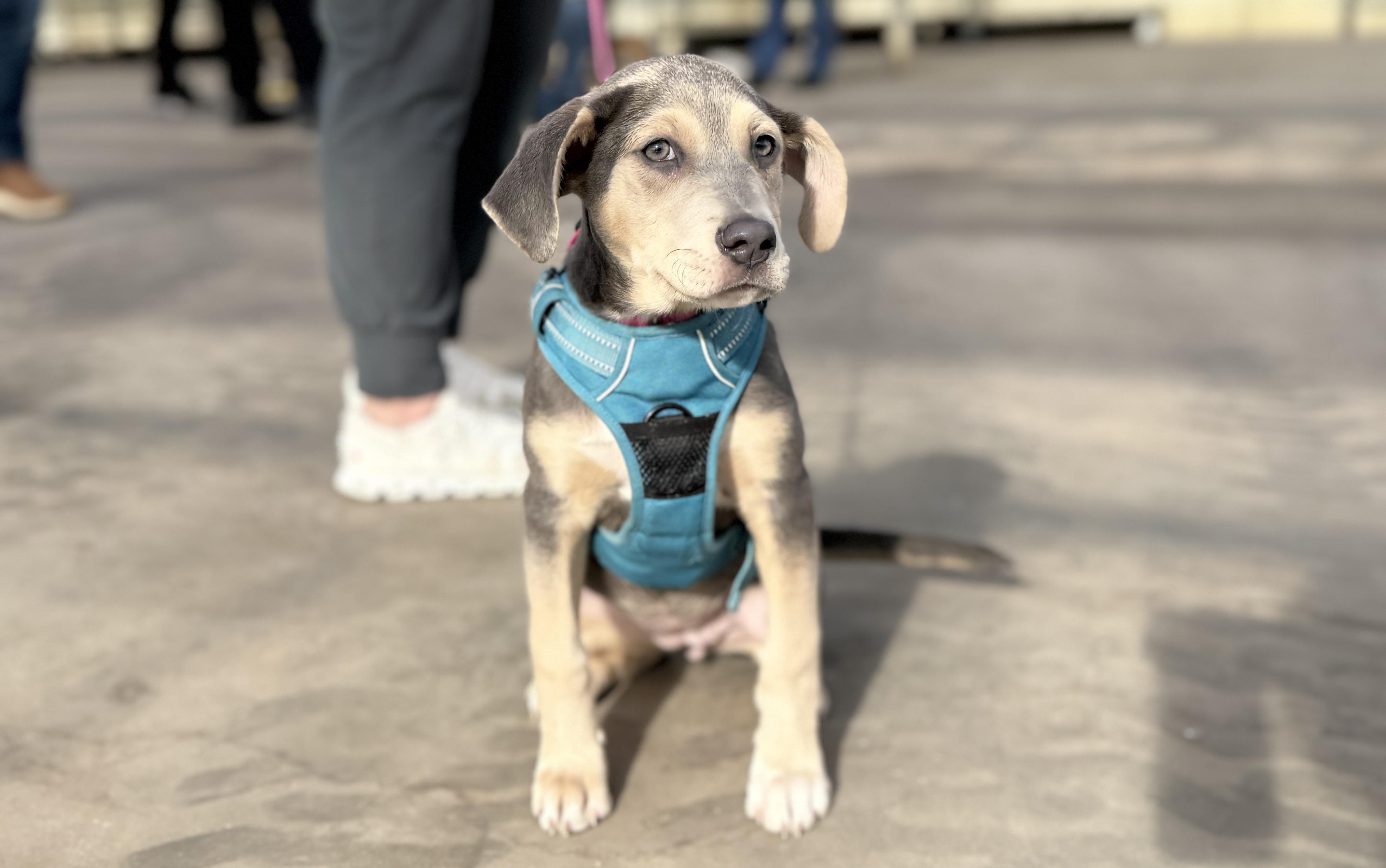 Enlarge Arya, an adoptable mixed breed in Minneapolis, MN image 5/6