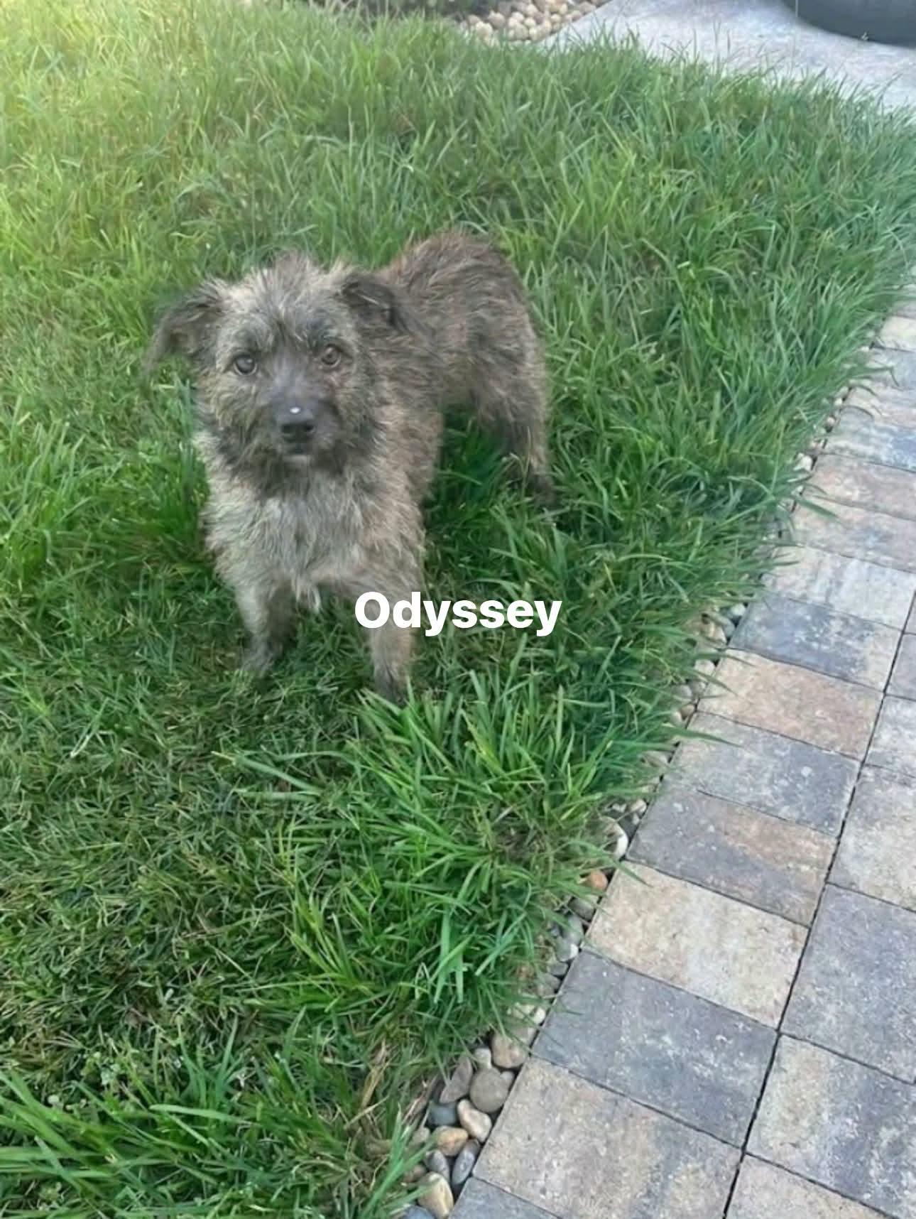 Odessy, adopted, Adult Female Cairn Terrier.