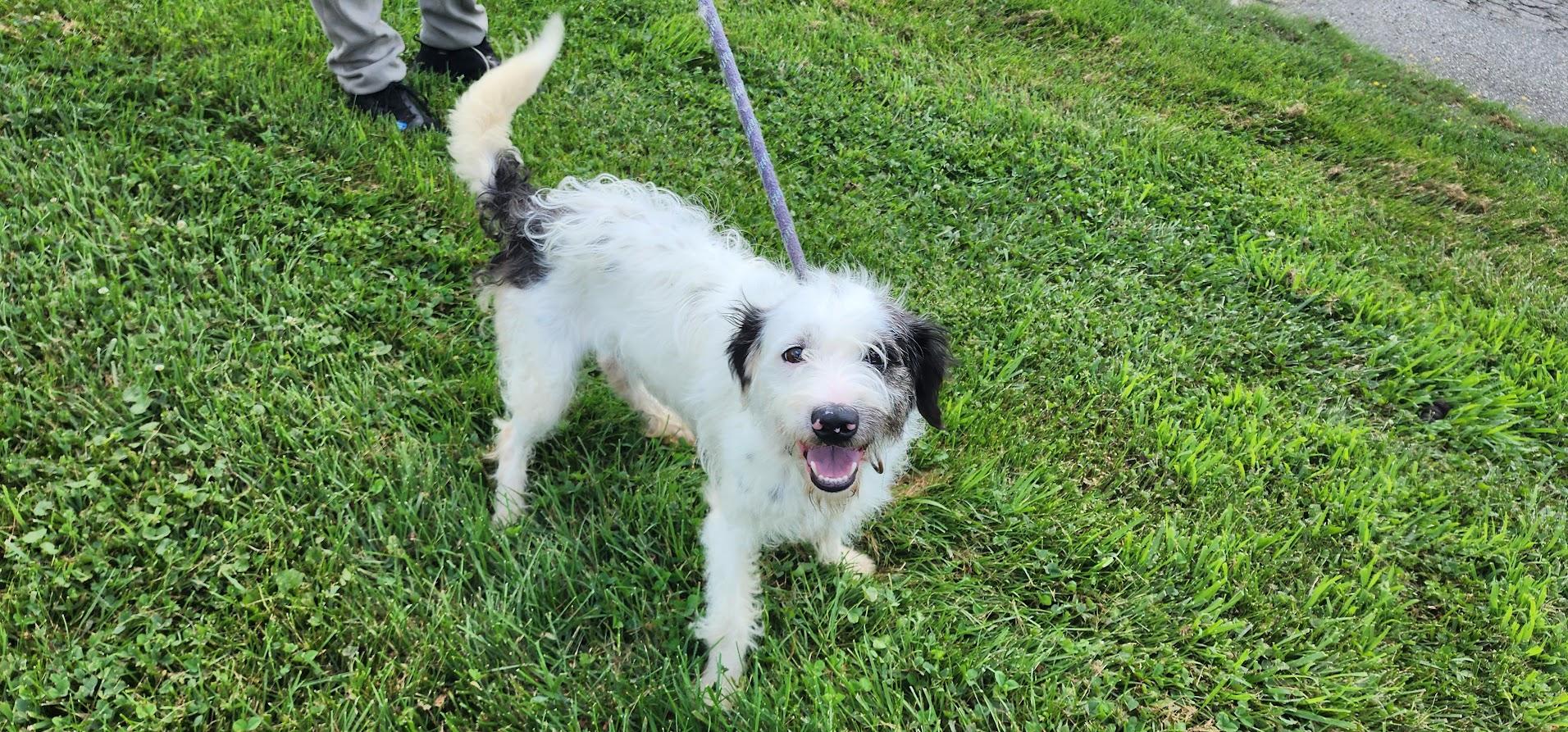 SCRUFFY 162-26, a ADOPTABLE mixed breed in Cambridge, OH image 4/5