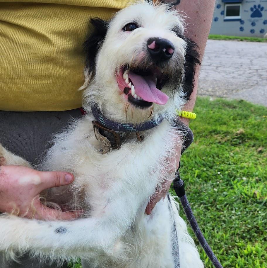 SCRUFFY 162-26, ADOPTABLE, Adult Male Wirehaired Terrier.