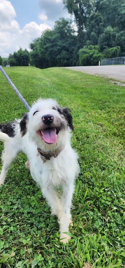 SCRUFFY 162-26, a ADOPTABLE mixed breed in Cambridge, OH image 5/5