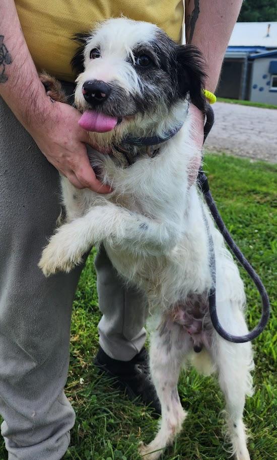 SCRUFFY 162-26, a ADOPTABLE mixed breed in Cambridge, OH image 3/5
