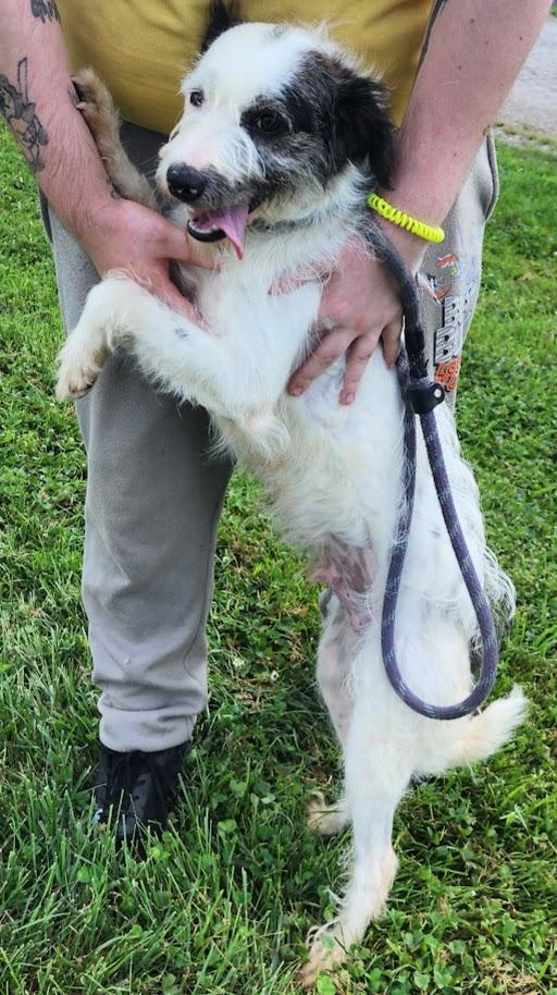 SCRUFFY 162-26, a ADOPTABLE mixed breed in Cambridge, OH image 2/5