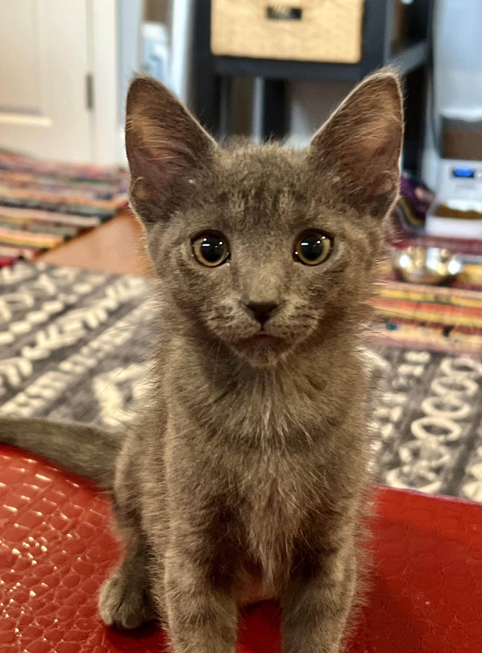 Willow (0835), Adoptable, Kitten Female Domestic Short Hair.