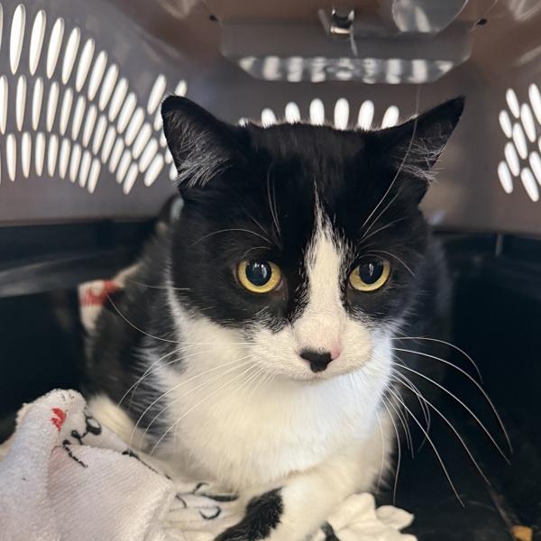 Enlarge Princess Leia, a Adoptable Domestic Short Hair in Oceanside, CA image 1/2