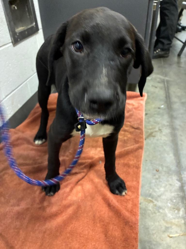 Enlarge Lily, a Adoptable mixed breed in Oxford, NC image 1/1