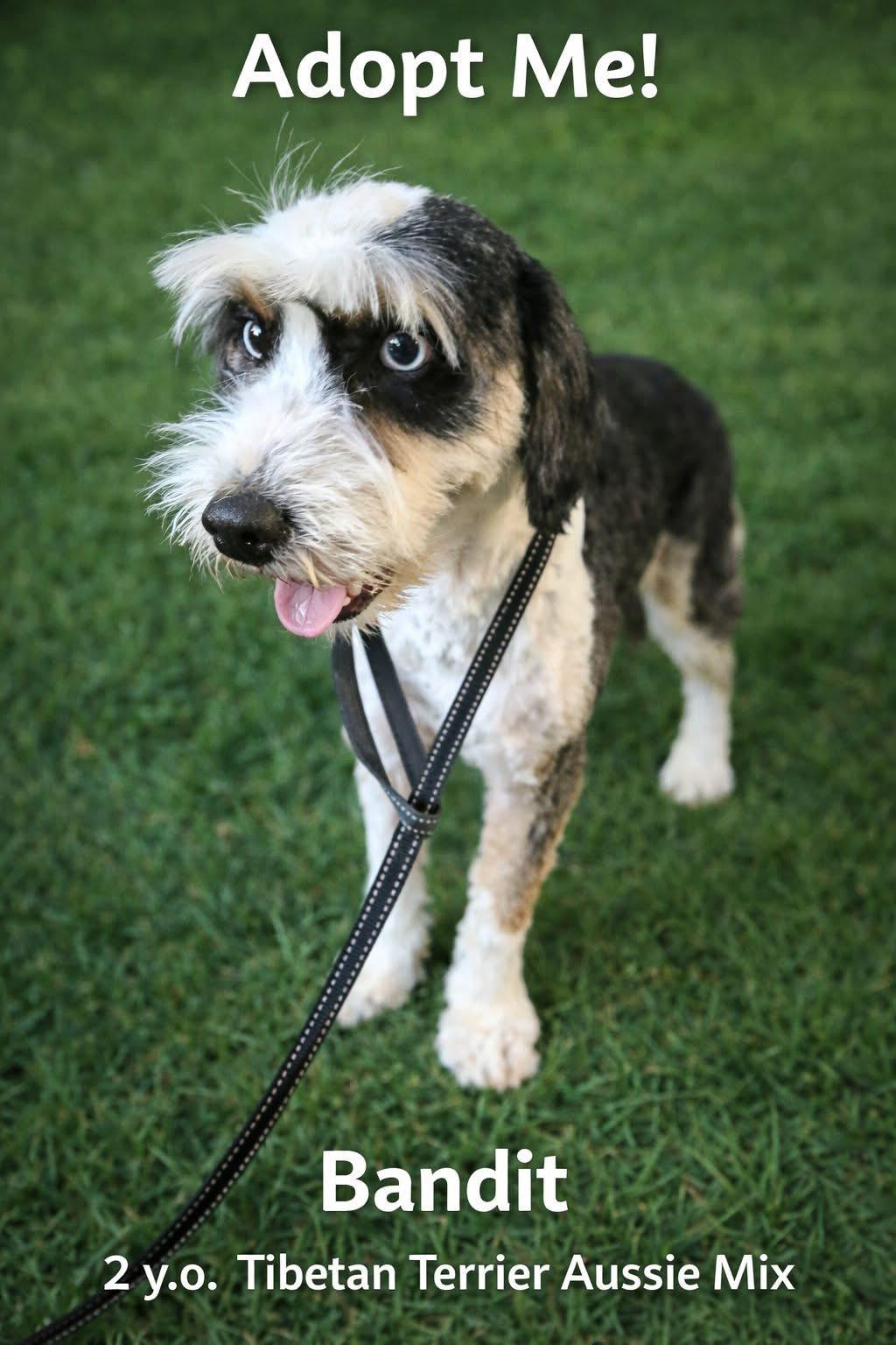 Enlarge Bandit, an adopted mixed breed in Gainesville, GA image 1/1