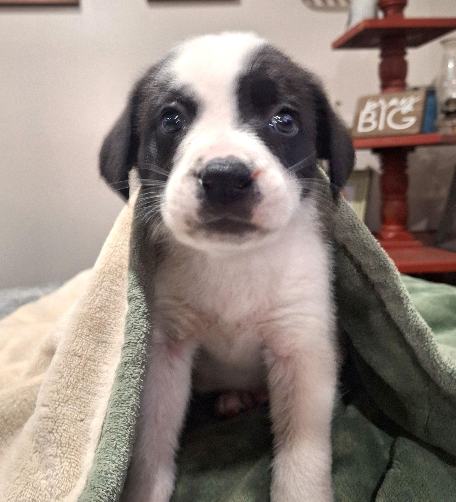 Apple Holstein *LOCAL*, Adoptable, Puppy Male Border Collie.