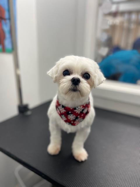 Mason , a ADOPTABLE Maltese in Maitland, FL image 1/2