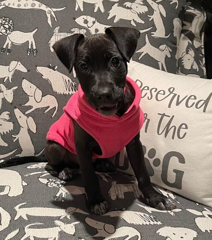 Havana, Adoptable, Puppy Female Labrador Retriever & Boxer.