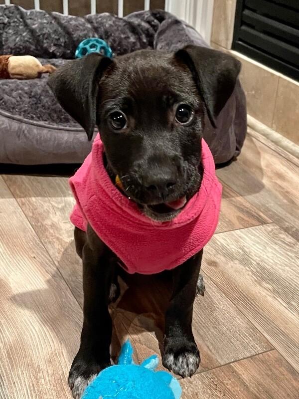 Enlarge Havana, a Adoptable mixed breed in Berkeley Heights, NJ image 2/6