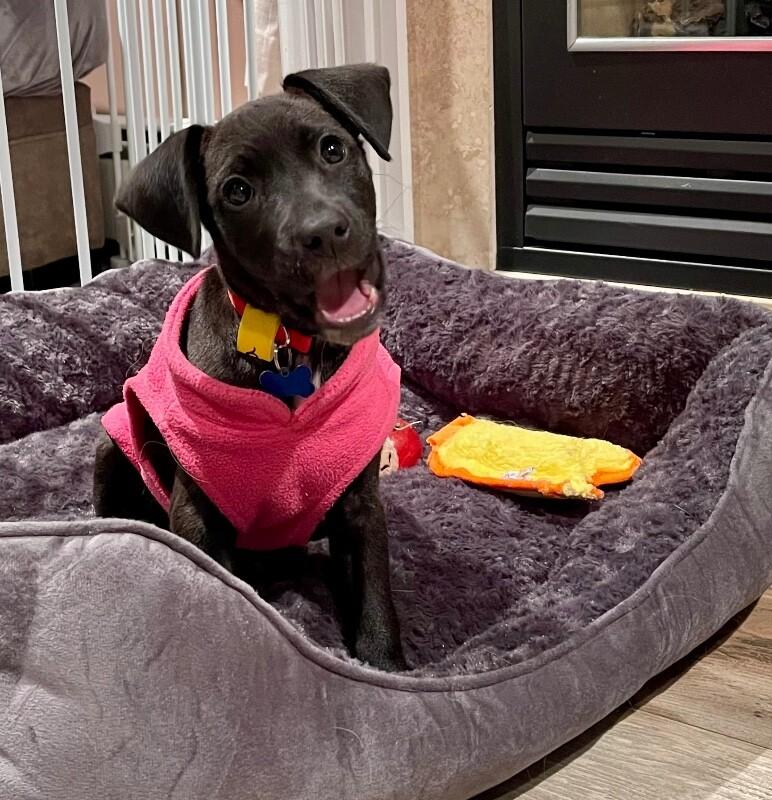 Enlarge Havana, a Adoptable mixed breed in Berkeley Heights, NJ image 3/6