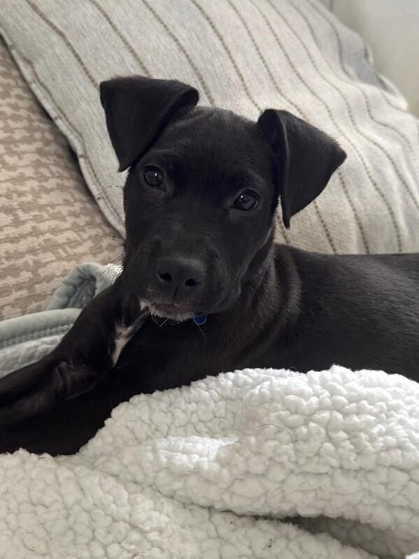 Enlarge Havana, a Adoptable mixed breed in Berkeley Heights, NJ image 5/6