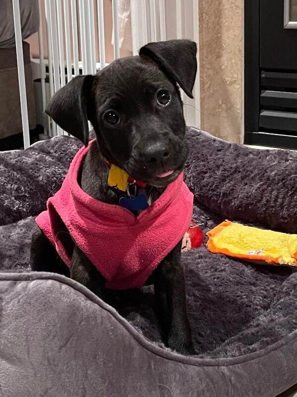 Enlarge Havana, a Adoptable mixed breed in Berkeley Heights, NJ image 6/6