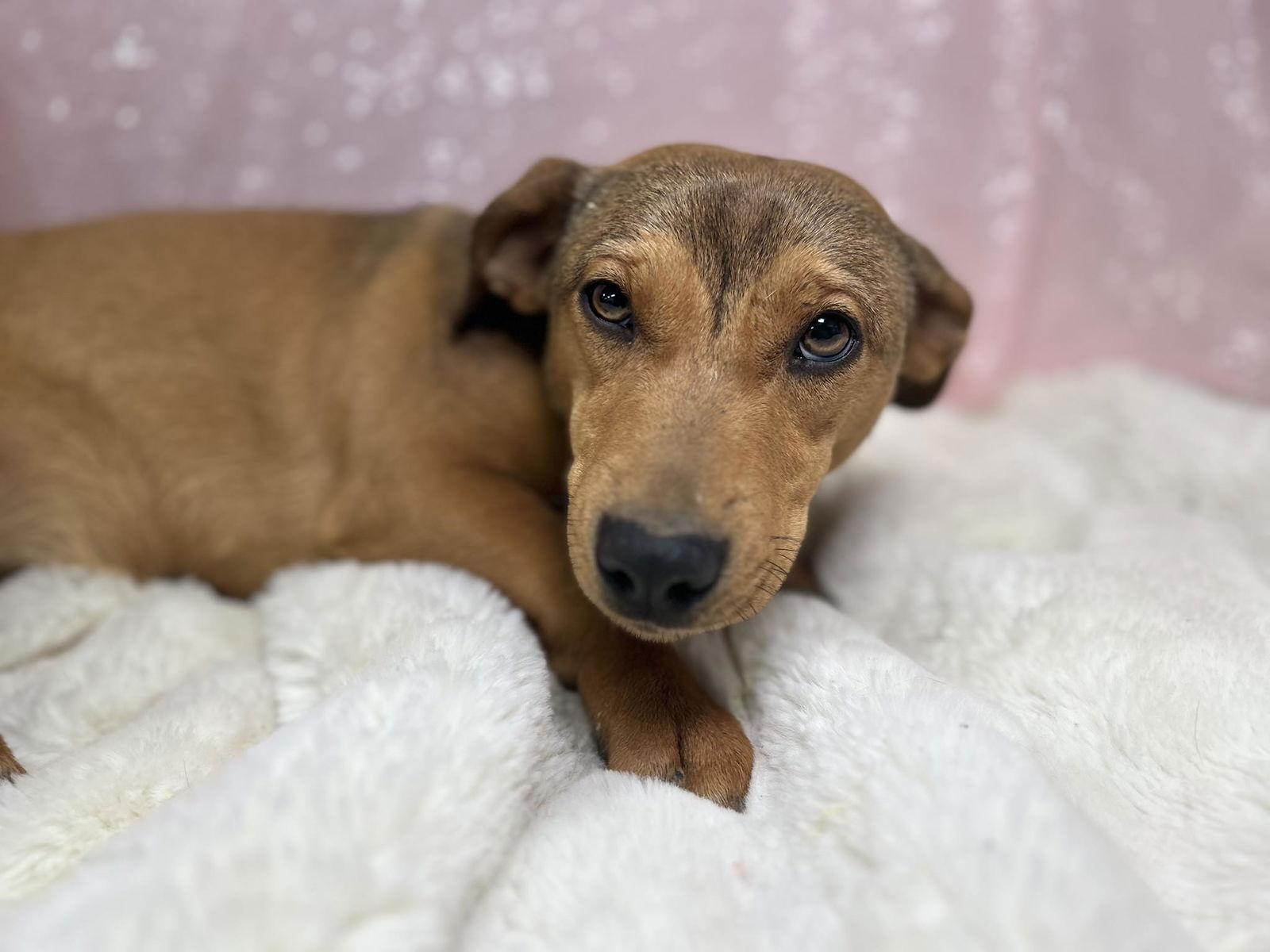 Urchin, Adopted, Young Female Pit Bull Terrier.