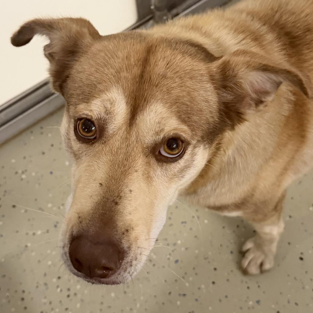 Nanuk, Adoptable, Adult Female Husky & Shepherd.