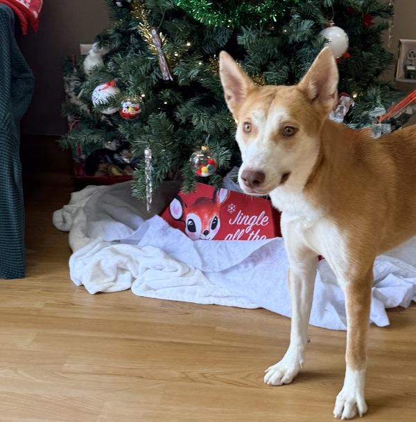 Cider, Adoptable, Young Female Siberian Husky & Shiba Inu.