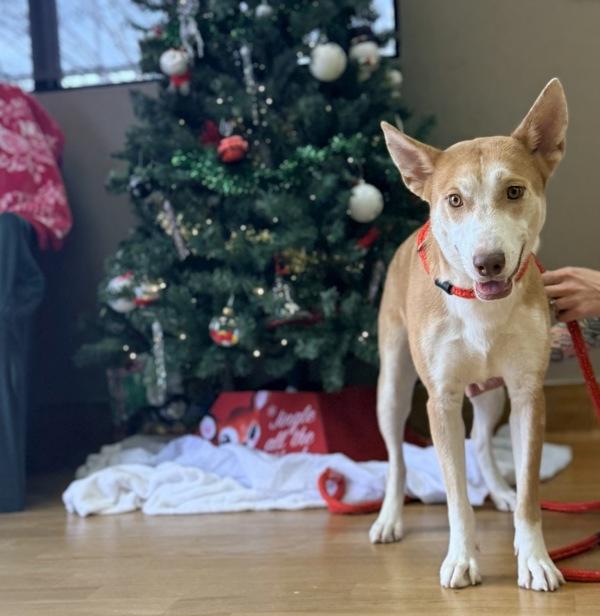 Enlarge Cider, a Adoptable mixed breed in Canton, GA image 2/2
