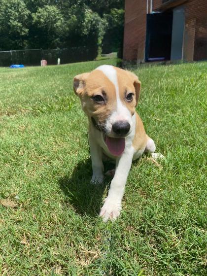 Dakota, Adoptable, Puppy Female Pit Bull Terrier & Mixed Breed.